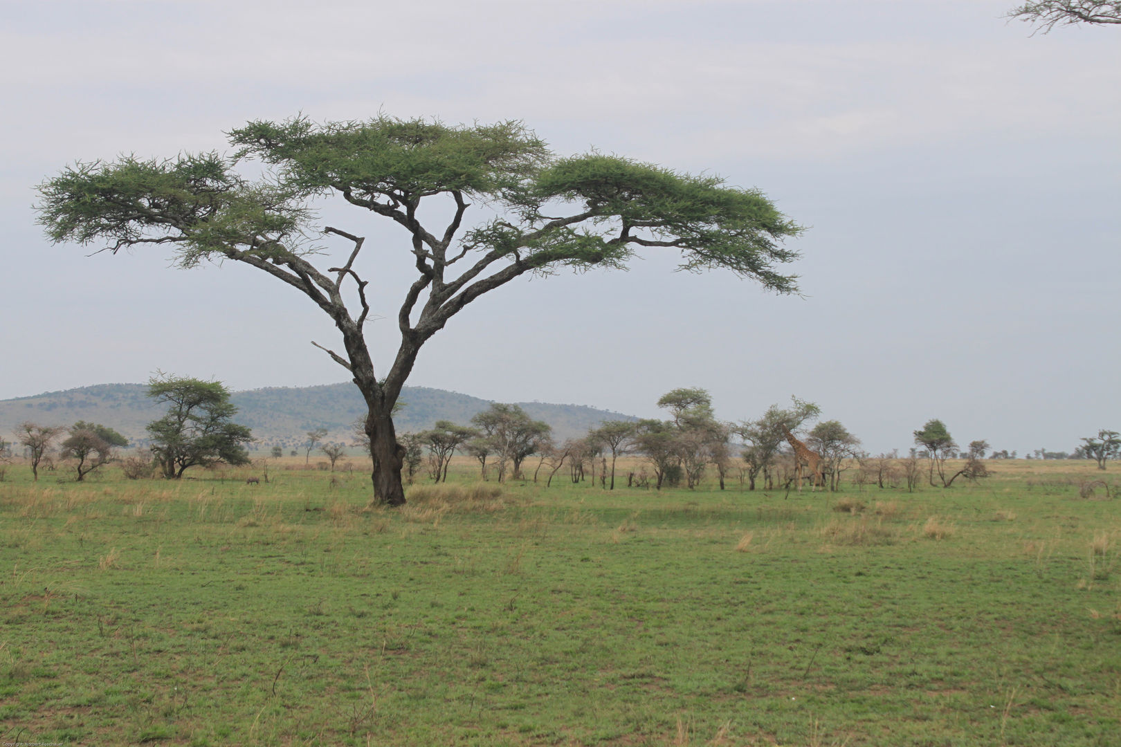 Tansania 2010: Serengeti