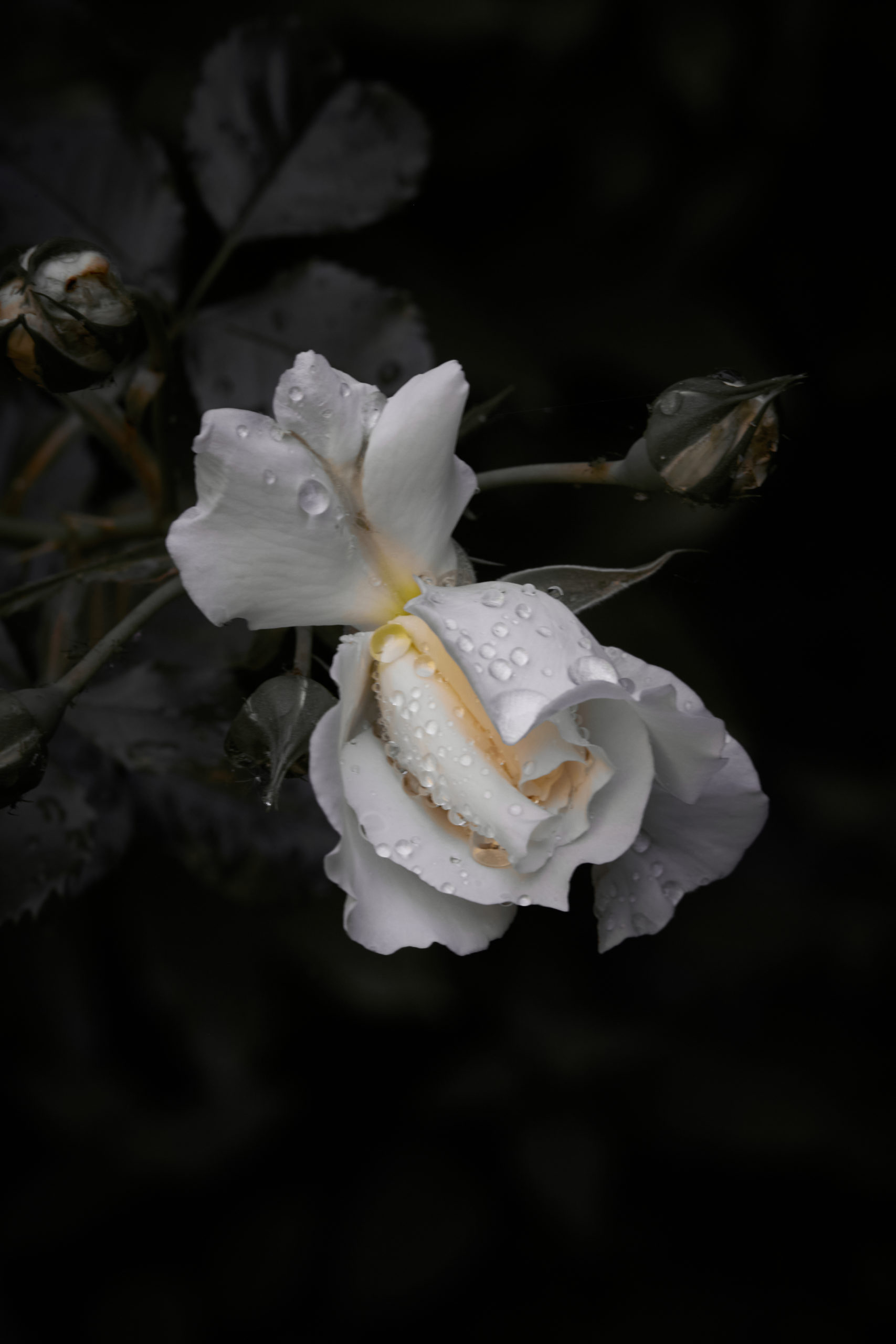monochrome Rosenblüte